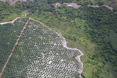 Palmolieplantage dringt door in bos, 14 mei 2012.